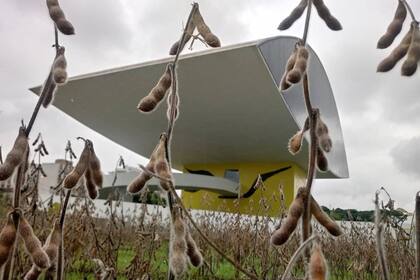 Dolores Cáceres cosechó soja en los jardines del museo Niemeyer, para la bienal de Curtiba