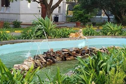 Dominga en el patio de Agricultura