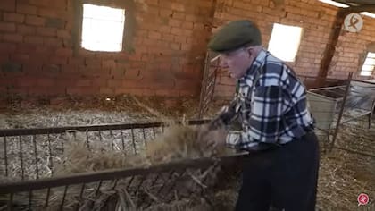 Domingo cuida de los animales de la granja, por lo que su día está dedicado completamente a las actividades del campo