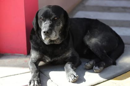 Don Alonso, el perro de La Paz que se volvió viral por viajar en colectivo