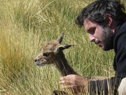 Donadío coloca un collar a una vicuña para estudiar sus comportamientos