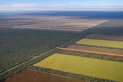 Donde antes había vegetación espesa, hoy se observan campos sembrados
