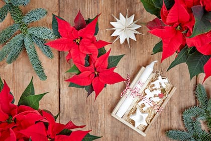 Dónde colocar la poinsettia o planta de Navidad, según el objetivo