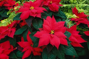 Dónde colocar la poinsettia o planta de Navidad, según lo que se quiera atraer en el hogar