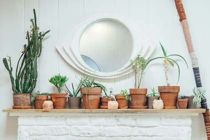 Dónde colocar los cactus dentro de casa