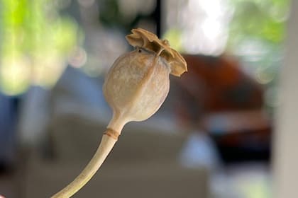 Donde había estado el centro de la flor había una cápsula redonda y perfecta que sonaba como un sonajero al ser sacudida