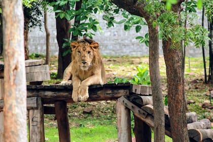 Dongalpur es uno de los tres leones que reside en el Parque Zoológico Sri Venjateswara. Instagram: @svzootirupati