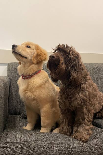 Donna, junto a Brownie