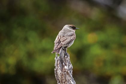 Dormilona cara negra (Muscisaxicola maclovianus). Es un ave solitaria o que anda en pequeños grupos dispersos. Habita en la estepa patagónica y se distribuye en las Islas Malvinas y la Patagonia argentina y chilena.