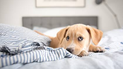 El especialista reveló que no es lo ideal dormir con el perro