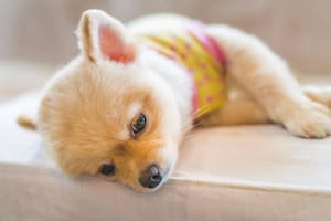 Dormir tiene implicaciones en la salud mental, emocional, física e inmunológica de las mascotas