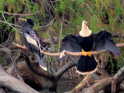 Dos aningas en el Lago Regatas de Palermo.