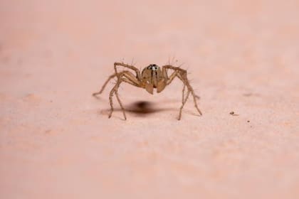 Dos arañas fueron encontrados al interior del canal auditivo de Jesse Courtney un niño estadounidense de nueve años