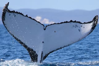 Dos ballenas jorobadas baten récords al nadar entre Australia y Brasil