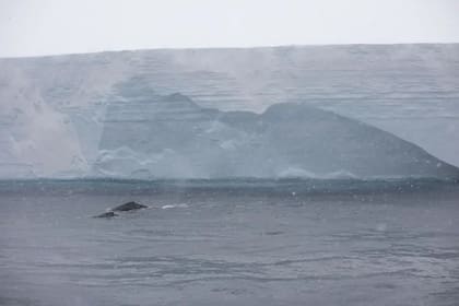 Dos ballenas jorobadas junto al Iceberg A-68 en 2020