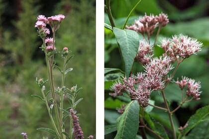 Dos bellezas: Campuloclinium macrocephalum y Eupatorium maculatum.