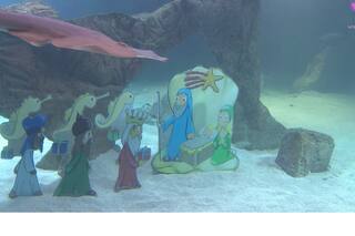 Dos buceadores se sumergieron entre tiburones y peces para montar un pesebre