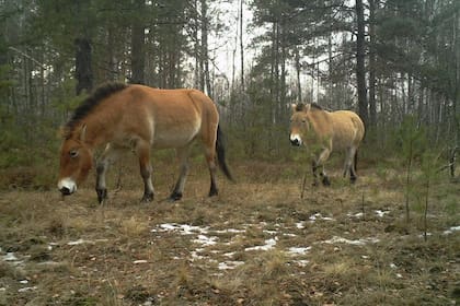 Dos caballos de Przewalski fotografiados en enero de 2015