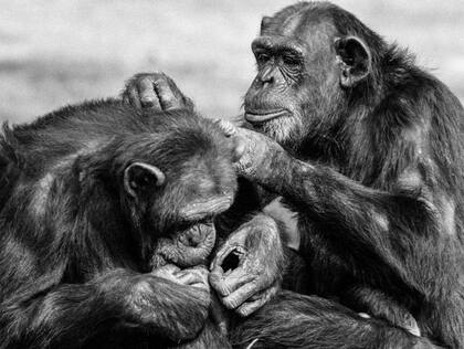 Dos chimpancés hembras se acicalan mutuamente