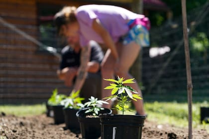 Dos cultivadores de marihuana espacian plantas para consumo recreativo en Homestead Farms and Ranch en Clifton Park, Nueva York, el viernes 3 de junio de 2022. (AP Foto/Seth Wenig)