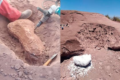 Dos de las fotos provistas por Pampa Energía sobre el descubrimiento de los fósiles