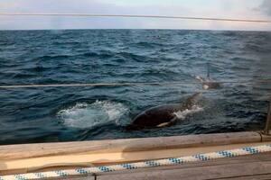 El aterrador momento en que 30 orcas atacan salvajemente un yate en alta mar