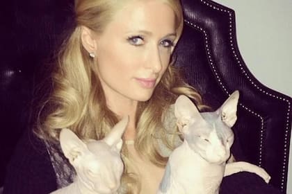 Dos de las razas de gatos derivadas de estas mutaciones son el Devon Rex, una variedad de pelaje rizado que apareció en 1959, y el Sphynx, una raza casi sin pelo, que surgió de otra mutación en 1966