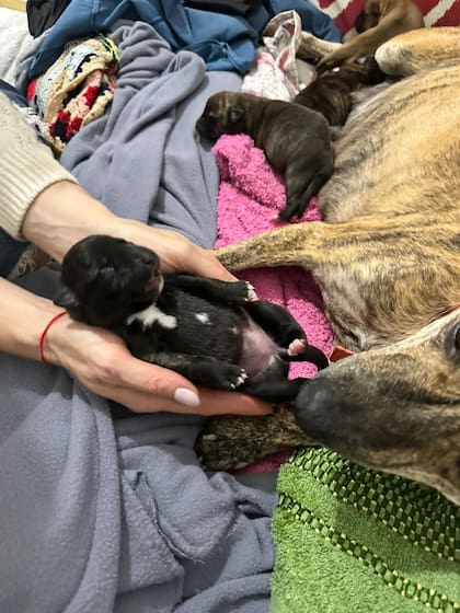 Dos de los cachorros no lograron pasar la primera noche.