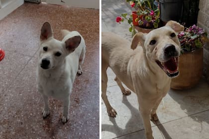 Dos de los perros rescatados en el operativo en sus casas de tránsito.