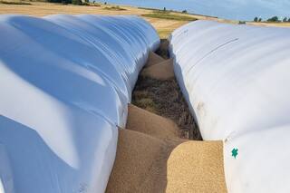 El animal incontrolable que tiene en vilo a una región