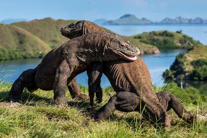 Dos dragones de Komodo luchan por el territorio, en la isla Rinca, en Indonesia