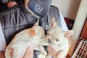 Dos ejemplares de bulldog francés son trasladados por un efectivo de la Policía Judicial de la ciudad, que participó del allanamiento en el criadero ilegal de Parque Chas