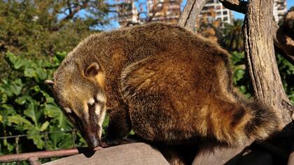 Dos ejemplares de coatí serán trasladados a Misiones