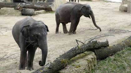 Dos elefantes en Mendoza serán trasladados a un santuario en Brasil