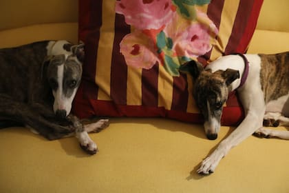 Dos galgos descansan en un sillón