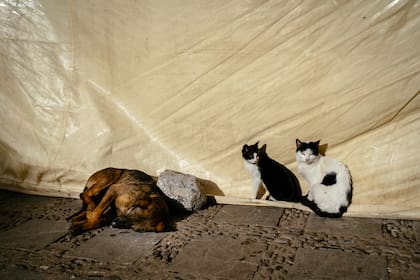 Dos gatos y un perro en el suelo de la medina, en Marruecos