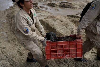 Dos guardabosques rescatan a un perro herido con una pata rota por el desbordamiento del río El Castaño, en Venezuela