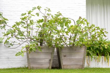 Dos higueras en maceta que, además de decorativas, son productivas
