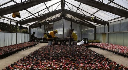 Dos hombres trasplantan las flores de estación de macetas pequeñas a otras más grandes