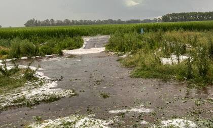 Dos horas despuués de la pedrada en 9 de Julio, el hielo aun permanecía entre las plantas