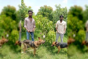 Dos horticultores de la India cultivaron sin saberlo dos árboles de un tipo de mango conocido como Miyazaki, que es muy valioso, y ahora debieron contratar seguridad privada para protegerlo