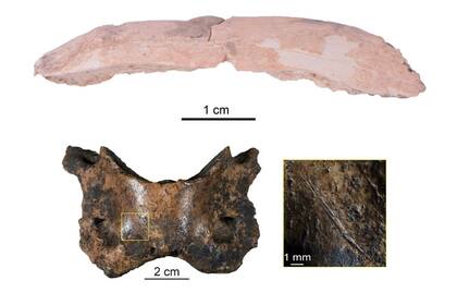 Dos huesos recuperados de la cueva de Baishiya: un fragmento de costilla de un denisovano (arriba) y una vértebra de hiena manchada (abajo)