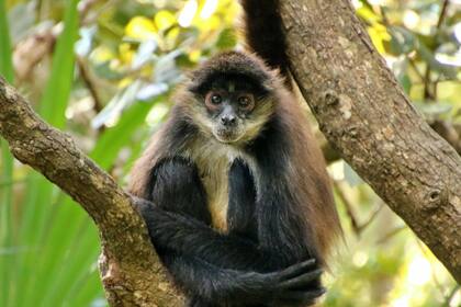Dos jovenes dos intentaron ingresar a EE.UU por el Puente Internacional Anzalduas con un mono araña oculto en una mochila