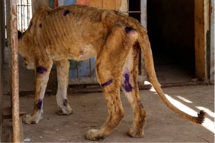 Dos leonas ya murieron en el zoo de Khartoum