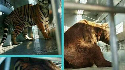 Dos leones, dos osos y tres tigres viajaron en avión