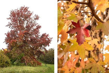 Dos Liquidambar styraciflua donde se observa la gran variación de sus colores otoñales.