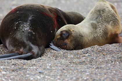 Dos lobos marinos yacen muertos en una playa atlántica patagónica cerca de Viedma, provincia de Río Negro