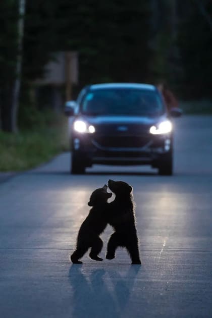 Dos oseznos jugando a pelear en medio de una carretera
