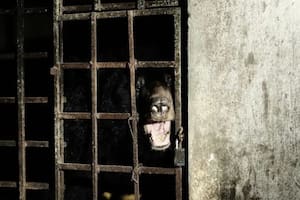 Dos osos encontrados en un sótano después de 17 años de encierro reavivan la polémica por las "granjas de bilis de oso", que aún funcionan de forma legal en China y de forma ilegal en Vietnam