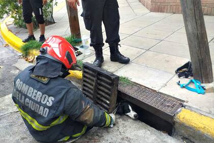Dos perros cayeron en una alcantarilla en Mataderos, en Chamical y Basualdo